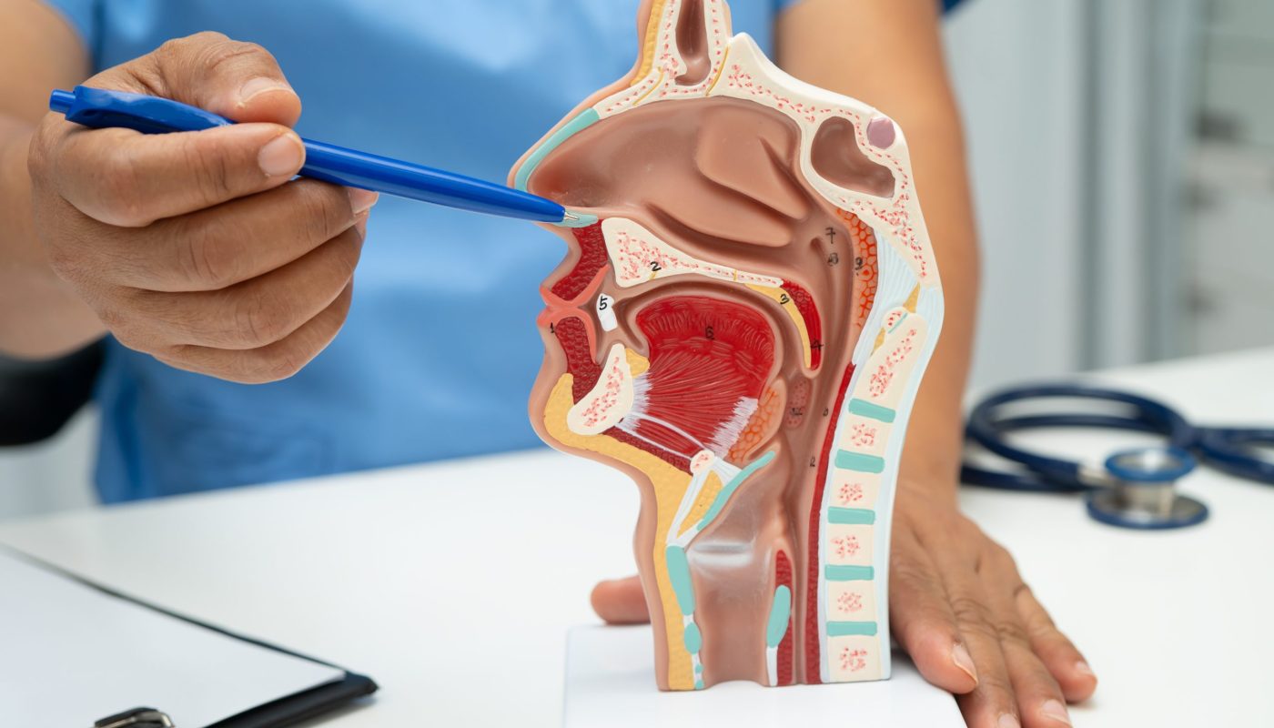 Asian doctor with nasal oral throat cavity neck human anatomy model for study diagnosis and treatment in hospital.
